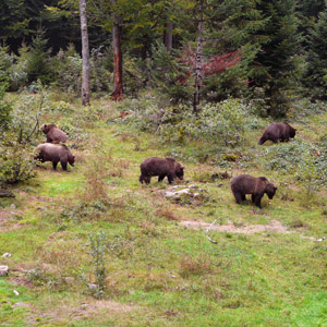 Admiralty Chichagof Island Alaska Brown Bear Hunting